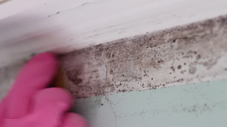 Best Asbestos and Lead Testing During Mold Inspection  in USA